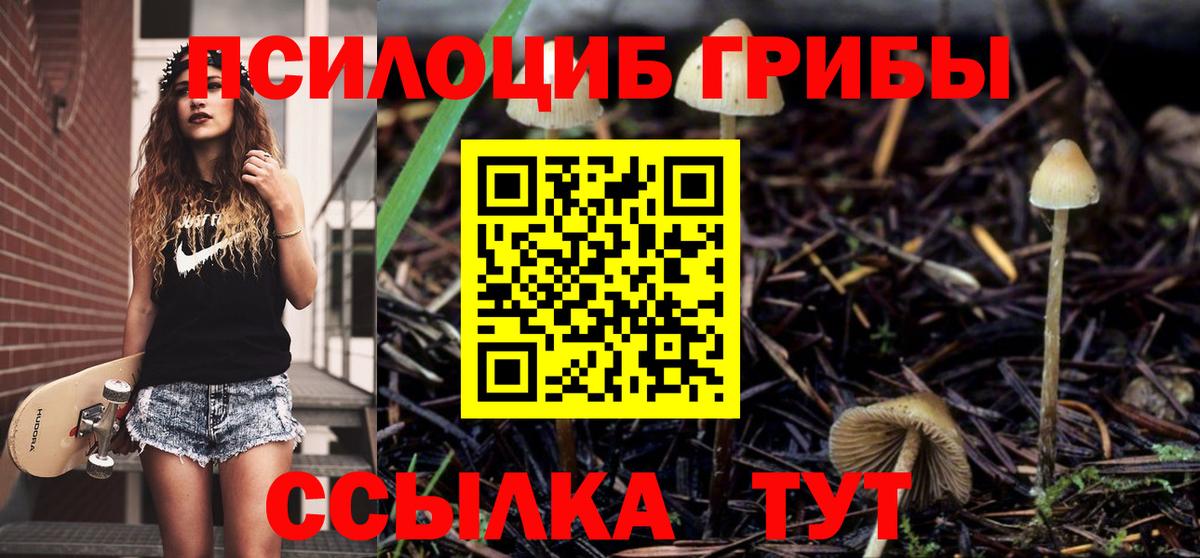 Кудрово  Галлюциногенные грибы Psilocybe  Вход с VPN 